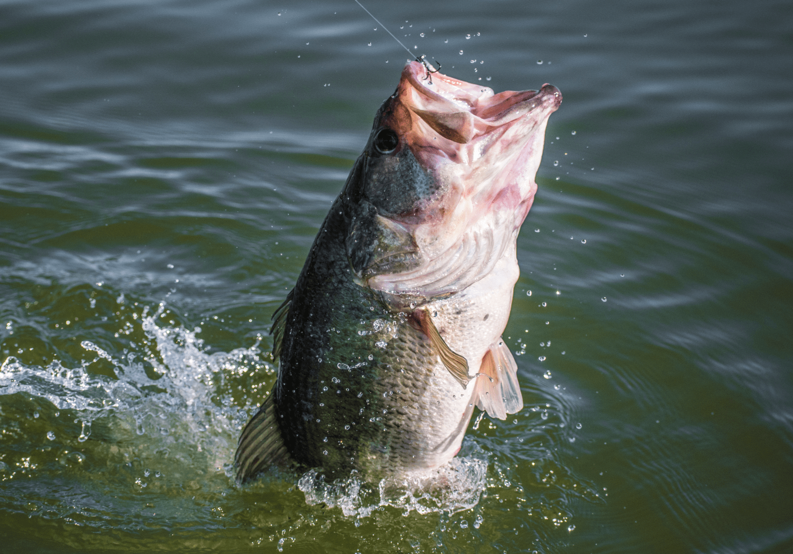 Bass Fishing In Florida Can Be An Awesome Experience