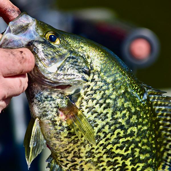 Panfish Rods