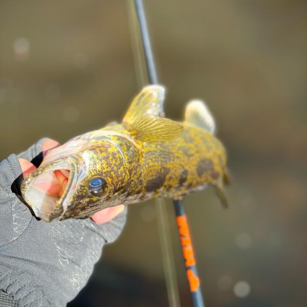 Walleye Rods