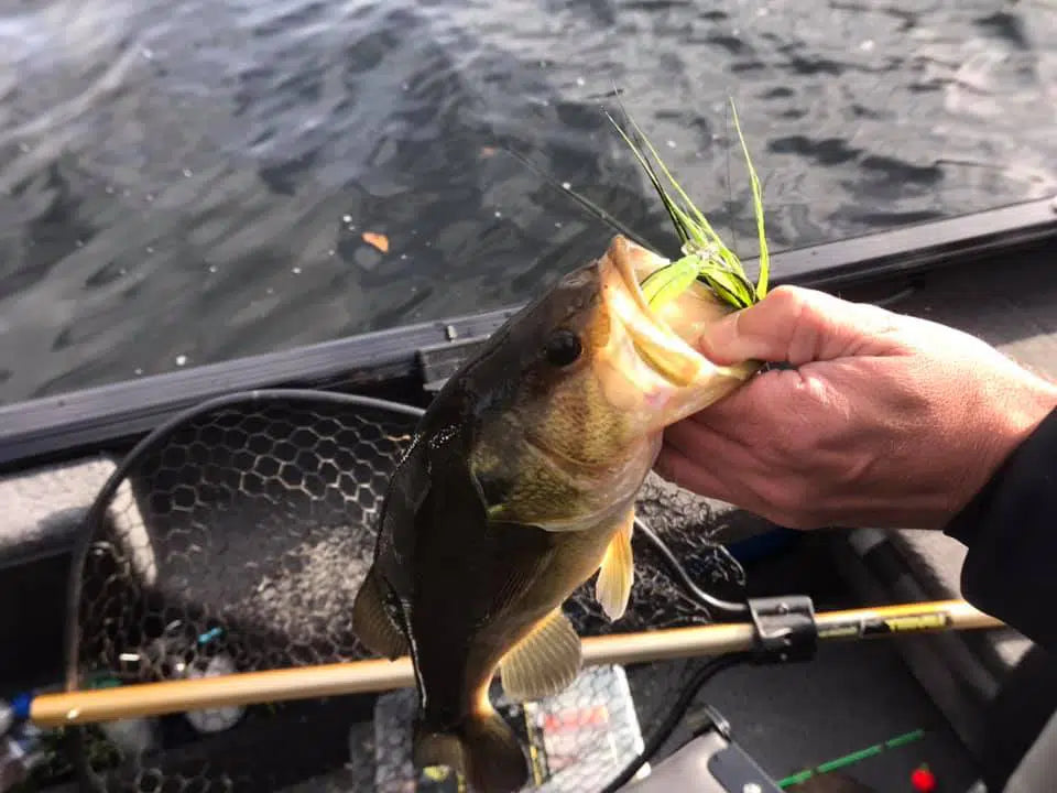 Early Spring Bass