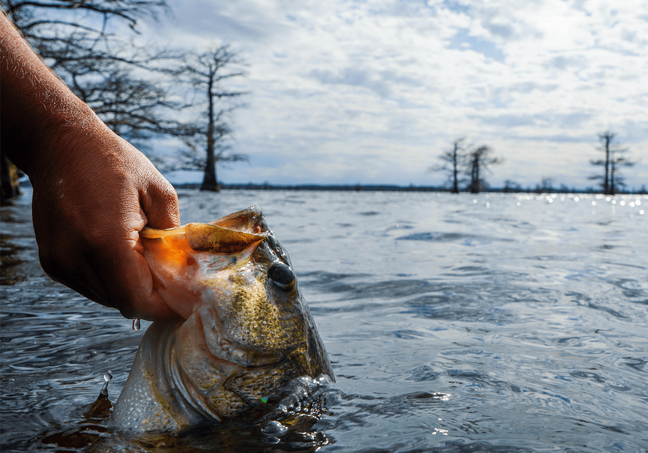 How to Catch Bigger Bass – Tips for Largemouth Bass