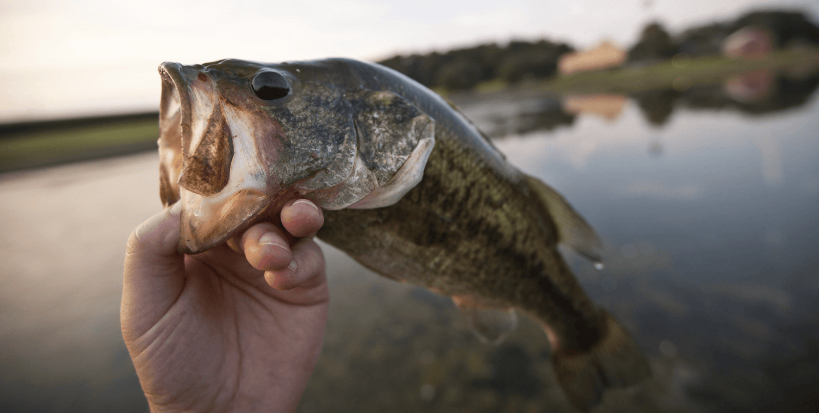 Bassin’ Basics