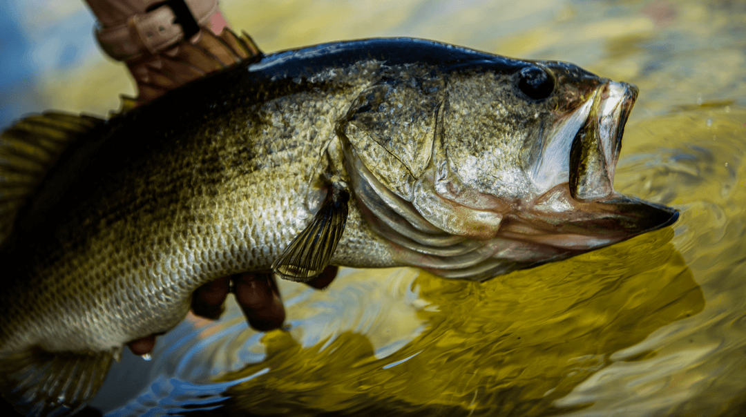 Largemouth Bass Fishing