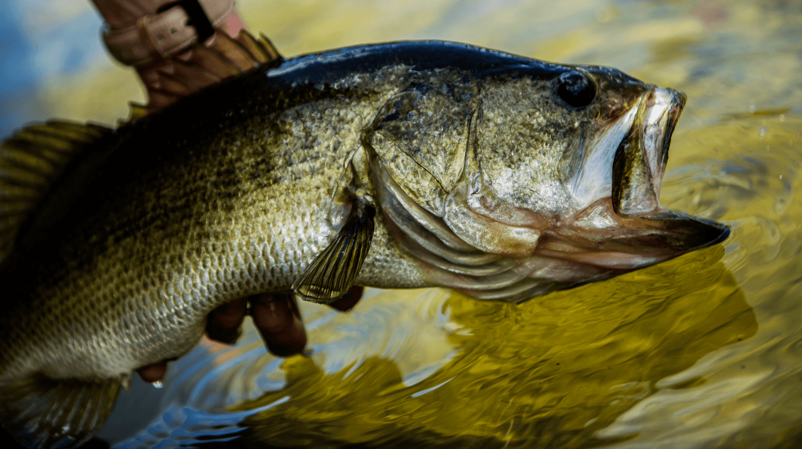 Largemouth Bass Fishing
