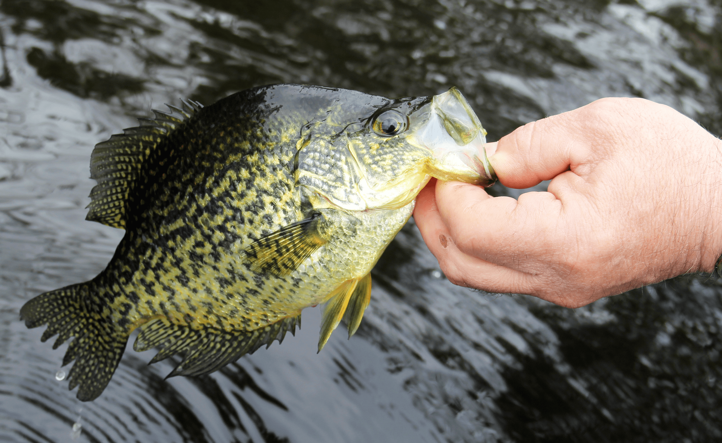 Finding Upper Midwest Crappie From Ice Out to Spawn