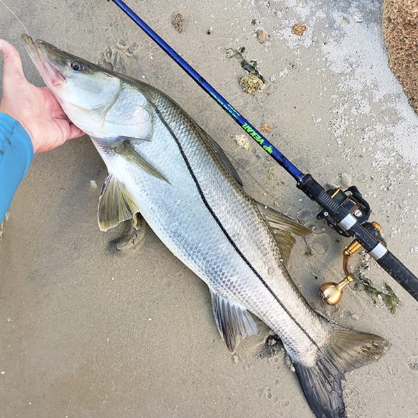 Inshore Rods