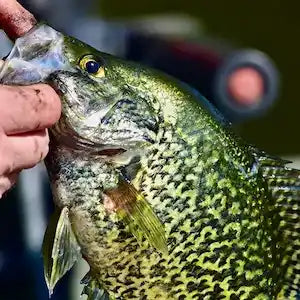 Panfish Rods